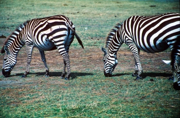 Zebras im Lake Manyara Nationalpark, Tansania